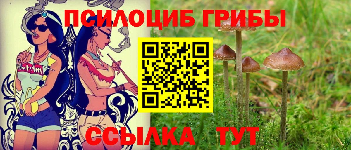 Псилоцибиновые грибы Psilocybe  что такое   Новошахтинск  Псилоцибиновые грибы Psilocybe  Вход с VPN 